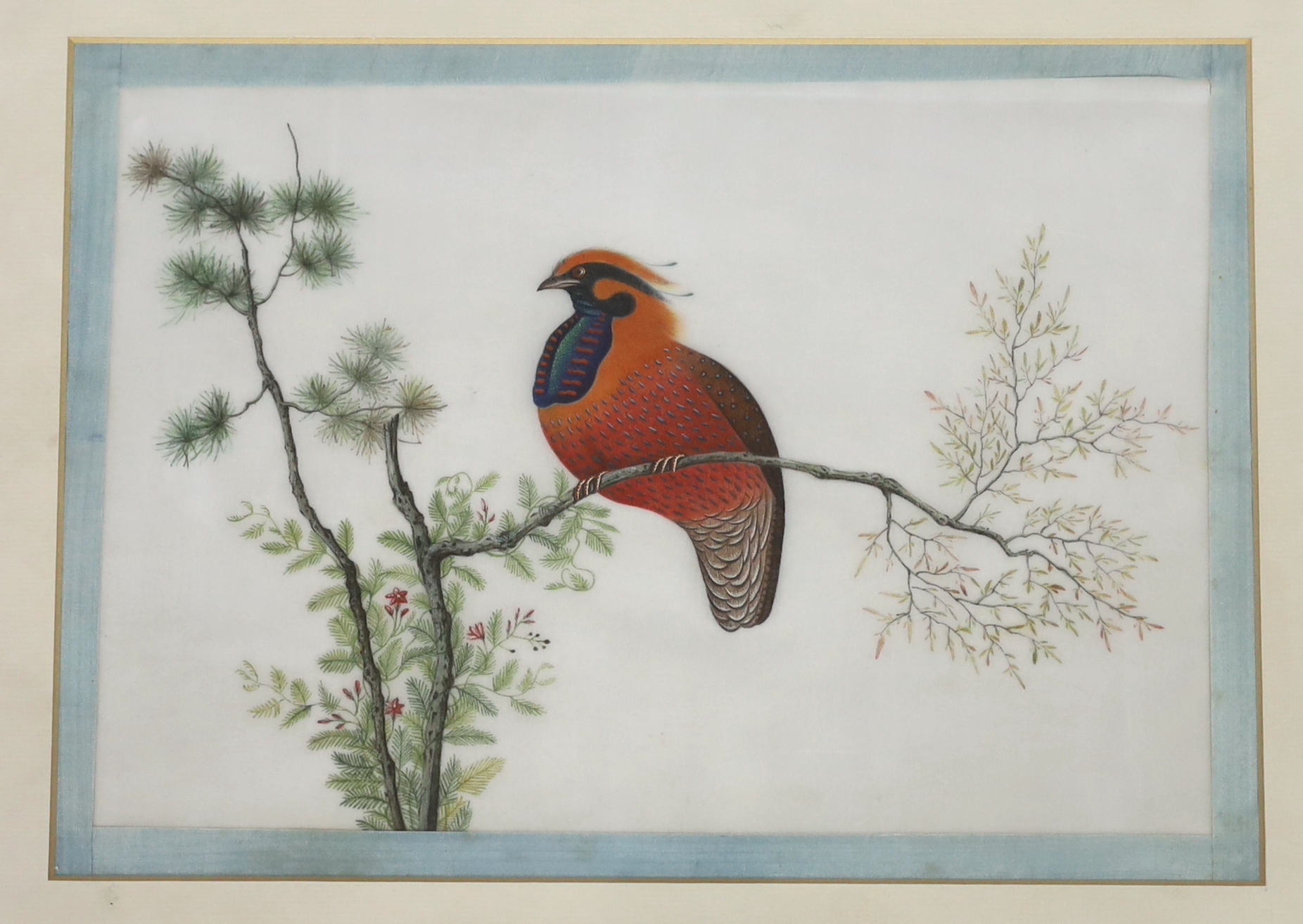 A set of thirteen Chinese pith paintings of birds perched on branches, Daoguang period (1821-50)